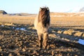 Wild horses,Iceland horses, Iceland
