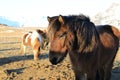 Wild horses,Iceland horses, Iceland