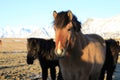 Wild horses,Iceland horses, Iceland