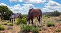 Wild horses inArizona, US of America. Canyon de Chelly area Arizona, USA Royalty Free Stock Photo