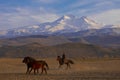 Wild horses / Kayseri Erciyes Mountain and in front of the running - Turkey Royalty Free Stock Photo