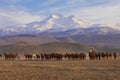 Wild horses / Kayseri Erciyes Mountain and in front of the running - Turkey Royalty Free Stock Photo