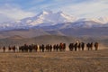 Wild horses / Kayseri Erciyes Mountain and in front of the running - Turkey Royalty Free Stock Photo