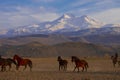 Wild horses / Kayseri Erciyes Mountain and in front of the running - Turkey Royalty Free Stock Photo