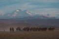 Wild horses / Kayseri Erciyes Mountain and in front of the running - Turkey Royalty Free Stock Photo