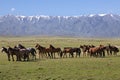 Wild horses in Kazakhstan Royalty Free Stock Photo