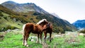 Horse-kiss at the mountains Royalty Free Stock Photo