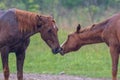 Wild Horses Kissing In The Rain.