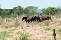 Wild Horses on the La Chula Trail in Paynes Prairie Florida Royalty Free Stock Photo