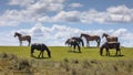 Wild horses large grazers Royalty Free Stock Photo
