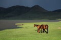 Wild horses, Lesotho, southern Africa Royalty Free Stock Photo