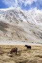 Wild horses like mustangs graze on clean alpine meadows. Blooming meadows against the backdrop of beautiful forest peaks, the sun Royalty Free Stock Photo