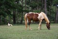 Wild horses and pony live in the meadow steppes part 20 Royalty Free Stock Photo