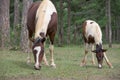 Wild horses and pony live in the meadow steppes part 17 Royalty Free Stock Photo