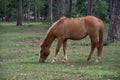 Wild horses and pony live in the meadow steppes part 16 Royalty Free Stock Photo