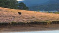 Wild horses live in the pink meadow steppes part 19 Royalty Free Stock Photo