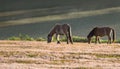 Wild horses live in the pink meadow steppes part 11 Royalty Free Stock Photo