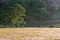 Wild horses live in the pink meadow steppes part 9 Royalty Free Stock Photo