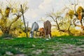 Wild Horses Located on the Pima-Maricopa Indian Reservation Land by the Lower Salt River in Arizona Royalty Free Stock Photo