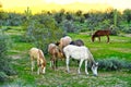 Wild Horses Located on the Pima-Maricopa Indian Reservation Land by the Lower Salt River in Arizona Royalty Free Stock Photo