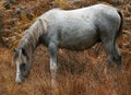 Wild horses of the long mynd