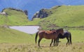 Wild horses love in the mountains and lake with shape of the heart