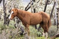 Wild Horses Lower Salt River Royalty Free Stock Photo