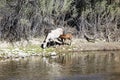 Wild Horses Lower Salt River Royalty Free Stock Photo