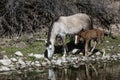 Wild Horses Lower Salt River Royalty Free Stock Photo