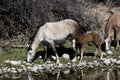 Wild Horses Lower Salt River Royalty Free Stock Photo