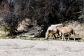 Wild Horses Lower Salt River Royalty Free Stock Photo