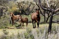 Wild Horses Lower Salt River Royalty Free Stock Photo