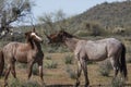 Wild Horses Lower Salt River Royalty Free Stock Photo