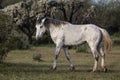 Wild Horses Lower Salt River Royalty Free Stock Photo