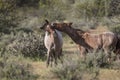 Wild Horses Lower Salt River Royalty Free Stock Photo