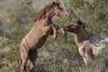 Wild Horses Lower Salt River Royalty Free Stock Photo