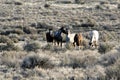 Wild horses on Malheur National Wildlife Refuge Royalty Free Stock Photo