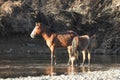 Free Spirit, Wild horses of the Salt river, Arizona Royalty Free Stock Photo