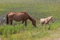 Wild horses: a mare and a newborn foal Royalty Free Stock Photo