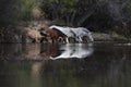 Wild horses Royalty Free Stock Photo