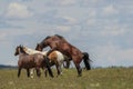Wild Horses Breeding in the Utah Desert Royalty Free Stock Photo