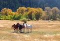 Wild Horses in Medicine Bow Wyoming Royalty Free Stock Photo