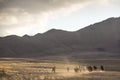 Wild horses in a mongolian landscape