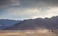 Wild horses in a mongolian landscape