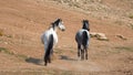 Wild Horses in Montana US - Apricot Dun Pale White Buckskin stallion and Gray Grulla mare in the Pryor Mountains Wild Horse Range Royalty Free Stock Photo