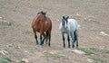 Wild Horses in Montana USA - Bay stallion and Blue Roan mare in the Pryor Mountains Wild Horse Range Royalty Free Stock Photo