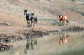 Wild Horses in Montana USA - Black stallion with his Dun mare following him at the water hole in Pryor Mountains Wild Horse Range Royalty Free Stock Photo