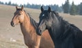 Wild Horses in Montana USA - Black stallion with his Dun mare in the Pryor Mountains Wild Horse Range Royalty Free Stock Photo