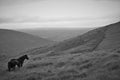 Wild horses on the moorland Royalty Free Stock Photo