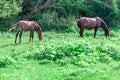 Wild horses mother and baby